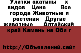 Улитки ахатины  2-х видов › Цена ­ 0 - Все города Животные и растения » Другие животные   . Алтайский край,Камень-на-Оби г.